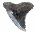 Large, Grey, Fossil Hemipristis Tooth - Georgia #46610-1